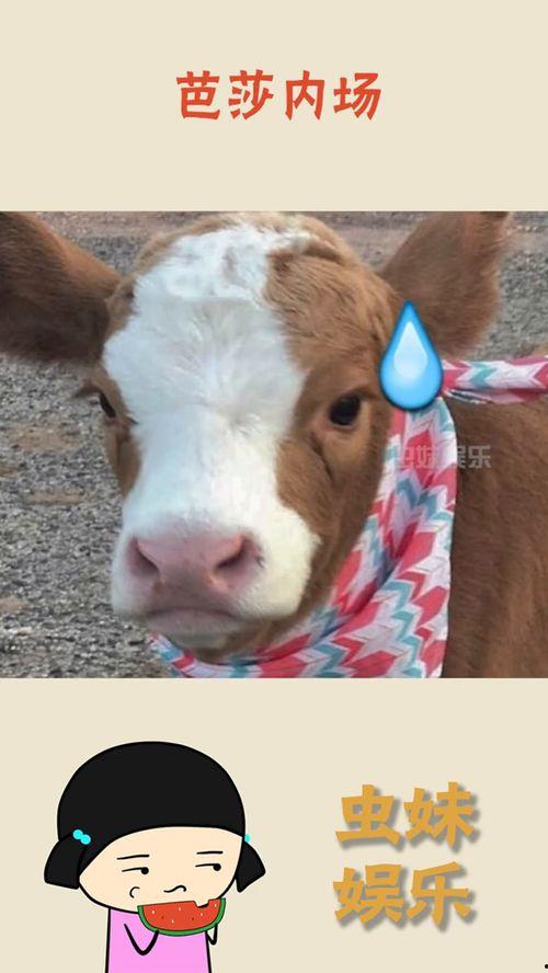 娱乐吃瓜酱声音